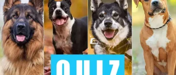 Hur många hundraser kan du? Testa dina kunskaper i detta roliga quiz!