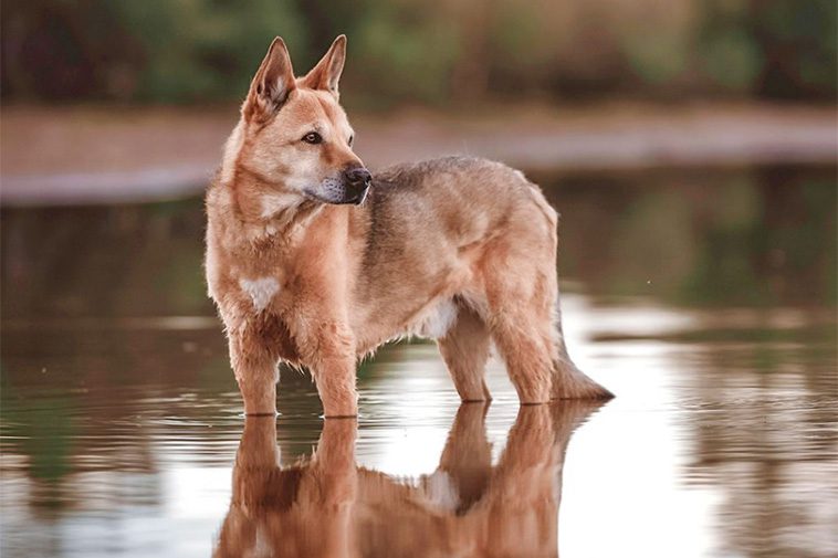 Canaan dog