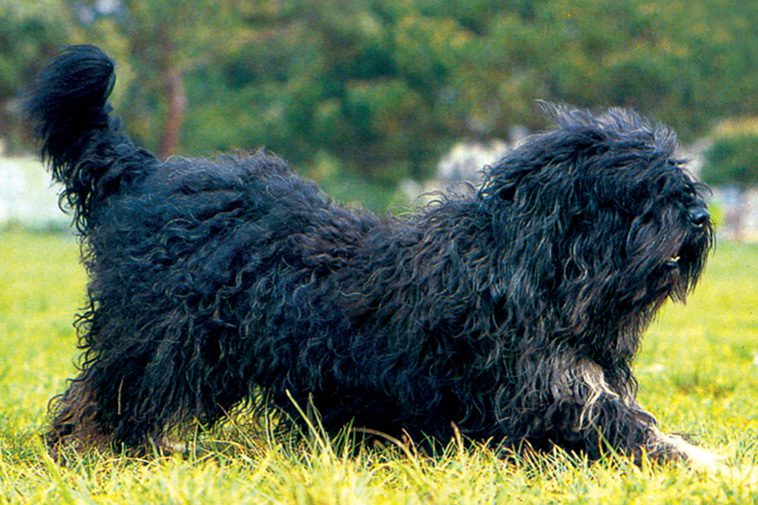 Hundraser: Cão da serra de aires