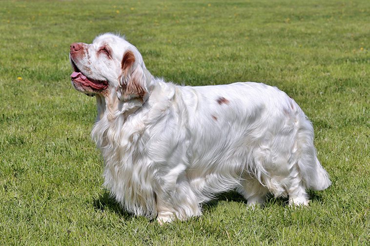 Hundraser: Clumber spaniel