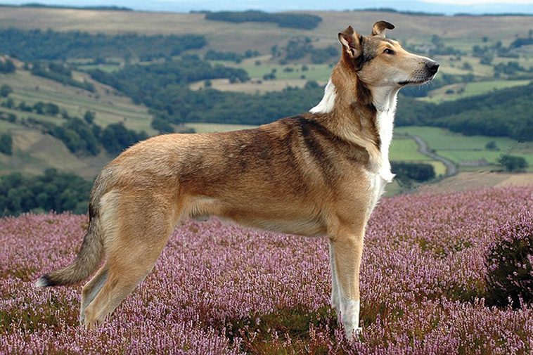Hundraser: Collie (korthårig)
