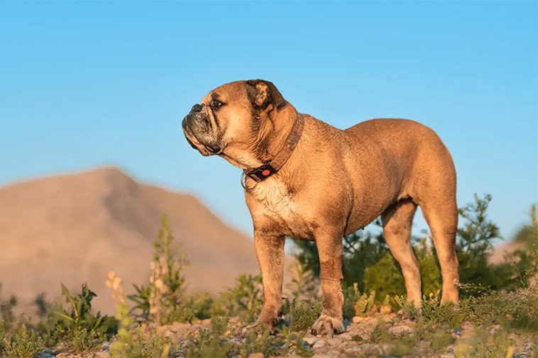 Hundraser: Continental bulldog