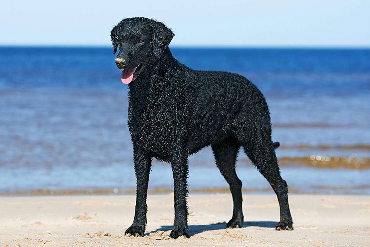 Hundraser: Curly coated retriever