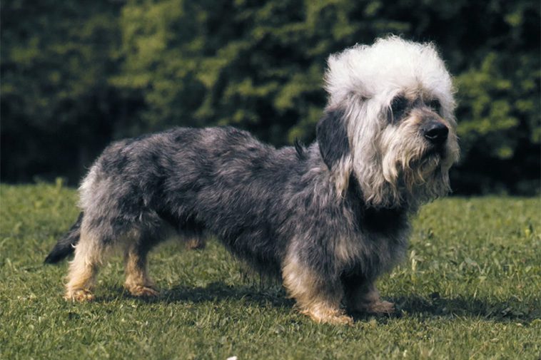 Hundraser: Dandie dinmont terrier