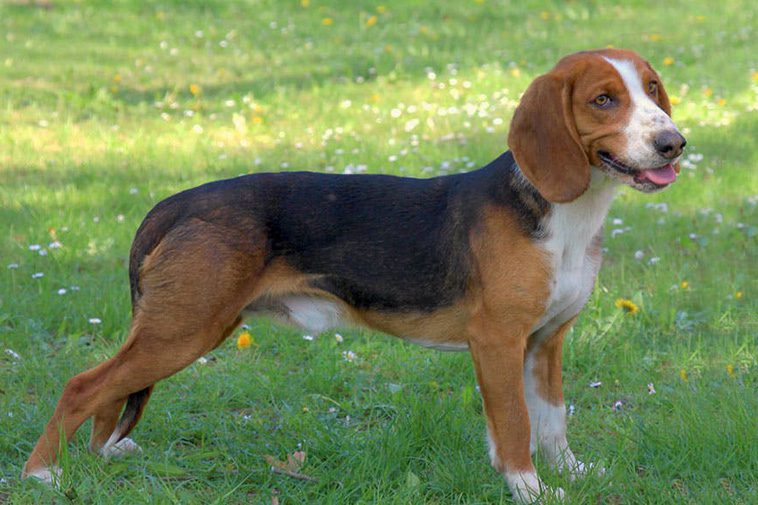 Hundraser: Deutsche bracke