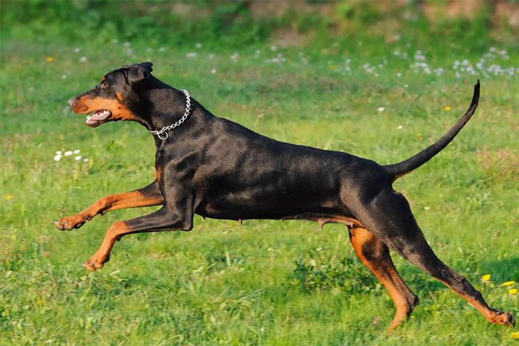 Hundraser: Dobermann