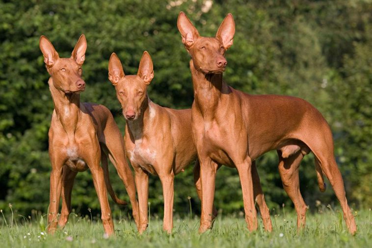 Hundraser: Faraohund