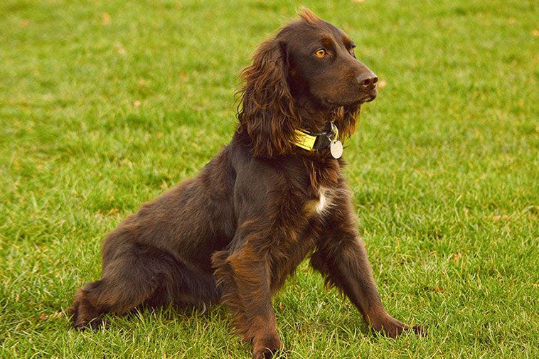 Hundraser: Field spaniel