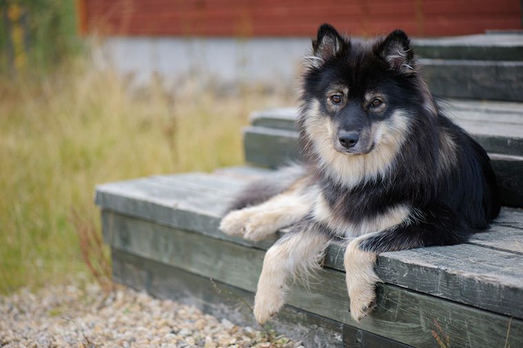 Hundraser: Finsk lapphund