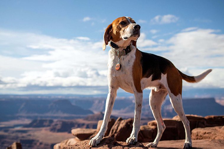 Hundraser: Foxhound