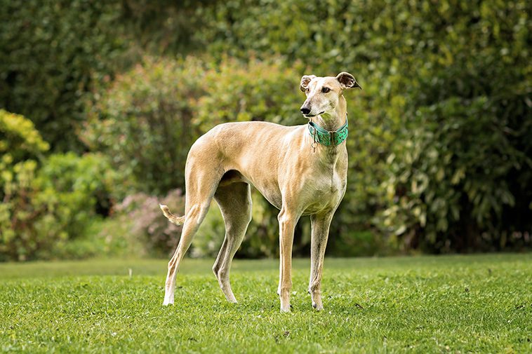 Hundraser: Galgo espanol
