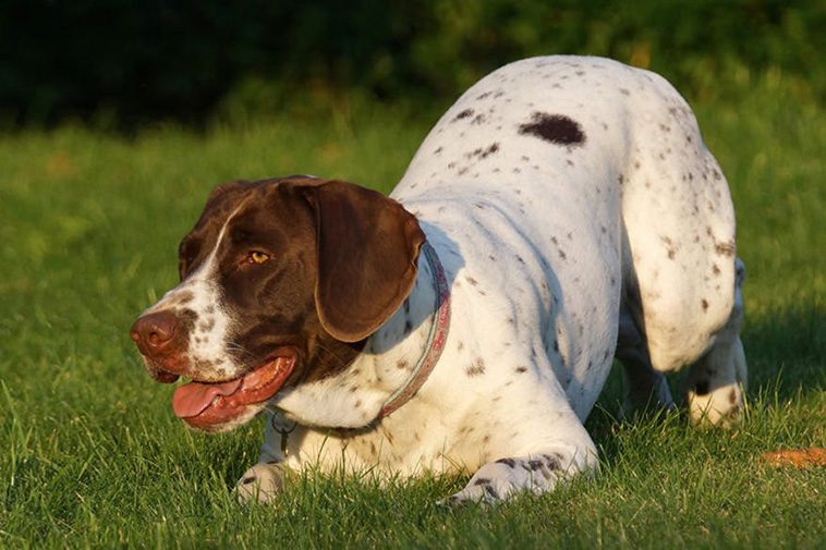 Hundraser: Gammel dansk hönsehund