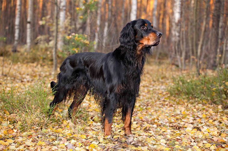 Hundraser: Gordonsetter