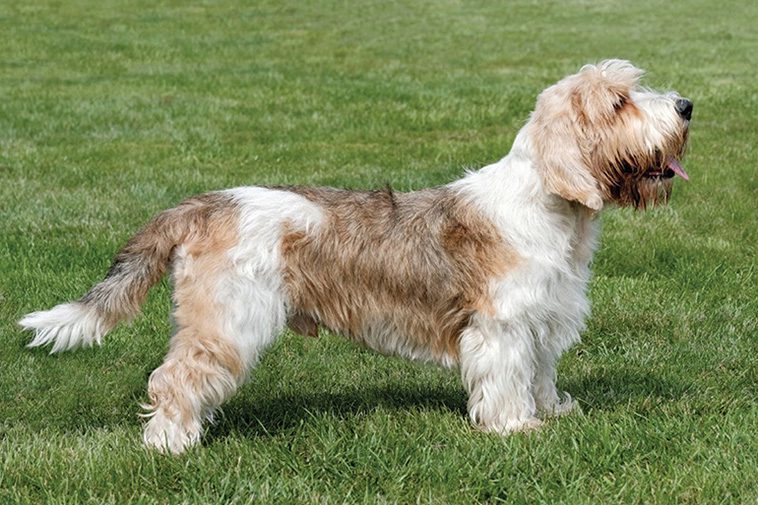 Hundraser: Grand basset griffon vendéen