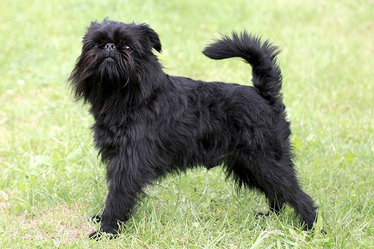 Hundraser: Griffon belge