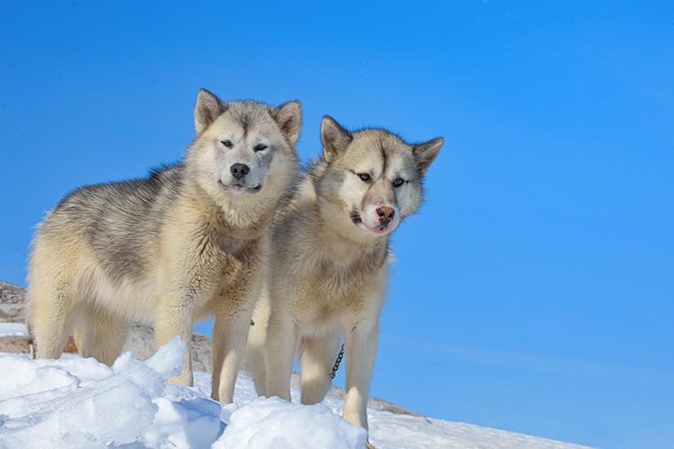 Hundraser: Grönlandshund