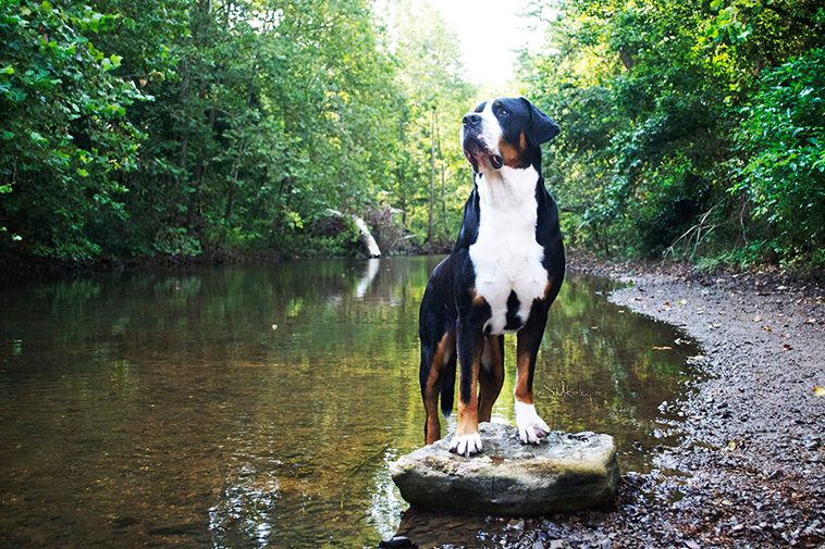 Hundraser: Grosser schweizer sennenhund