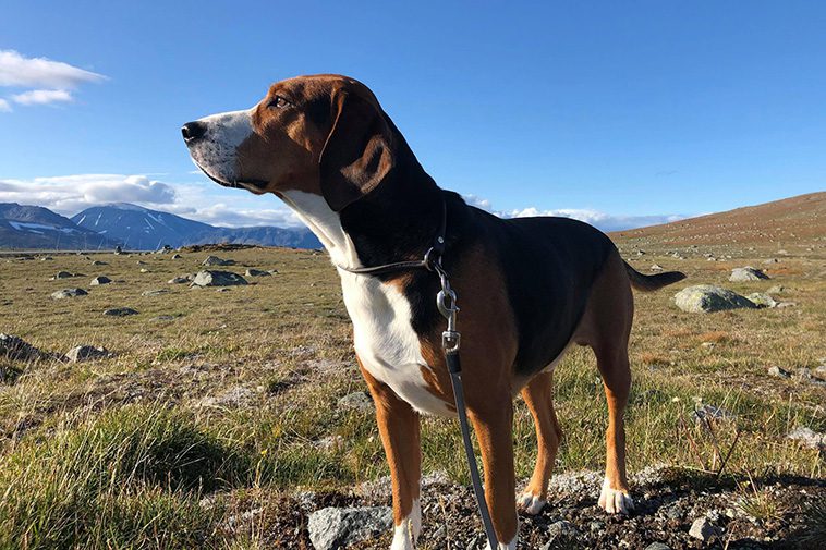 Hundraser: Hamiltonstövare