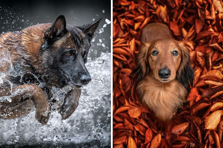 40 av de bästa bilderna genom tiderna från International Dog Photography Awards