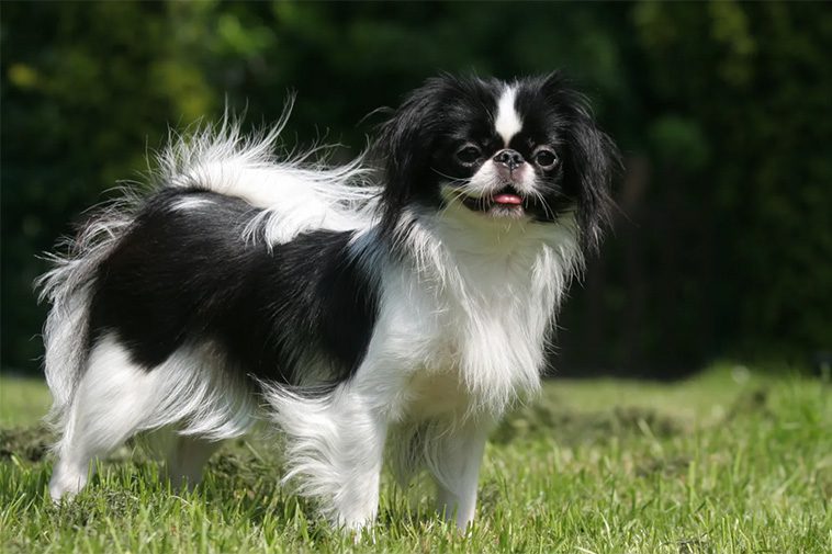 Hundraser: Japanese chin