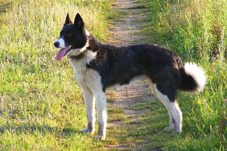 Hundraser: Karelsk björnhund
