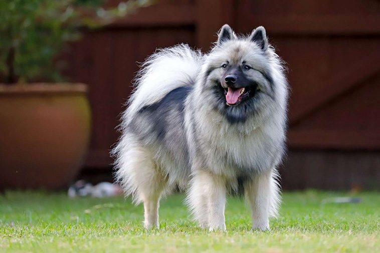 Hundraser: Keeshond