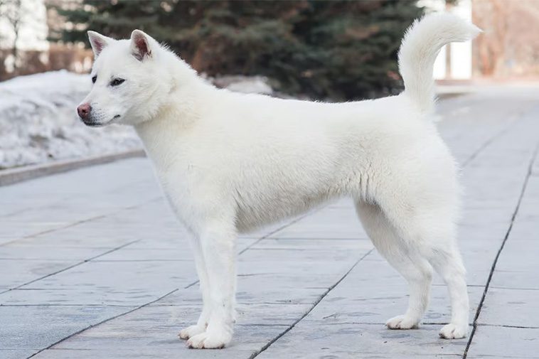 Hundraser: Kishu