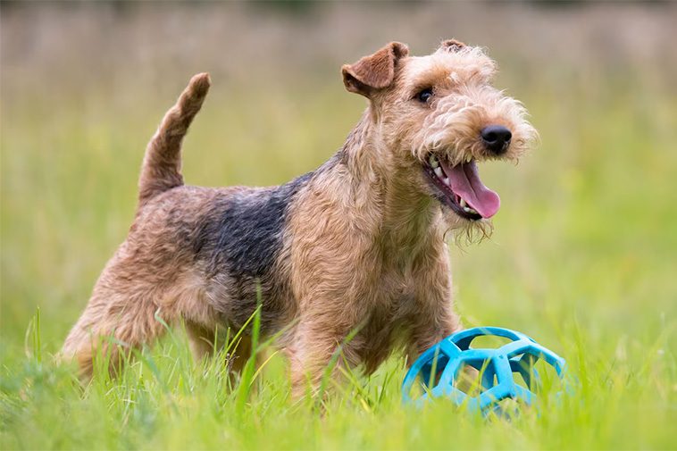 Hundraser: Lakelandterrier