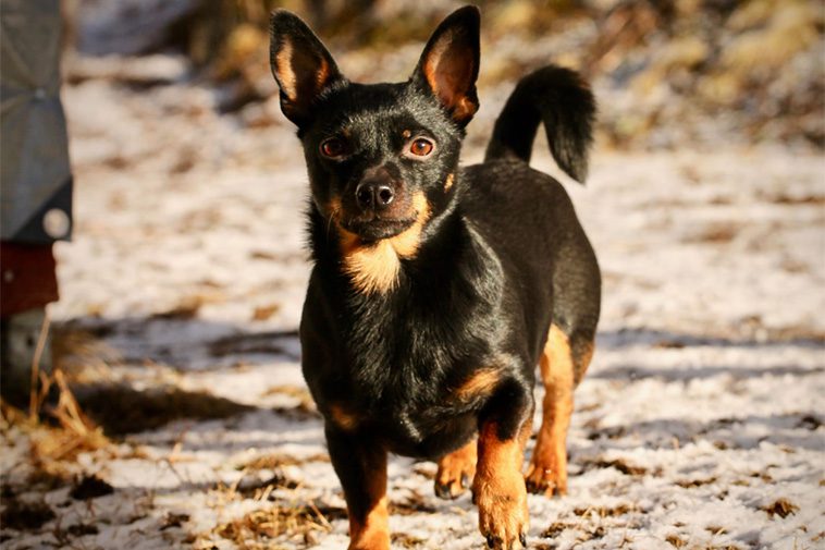 Hundraser: Lancashire heeler