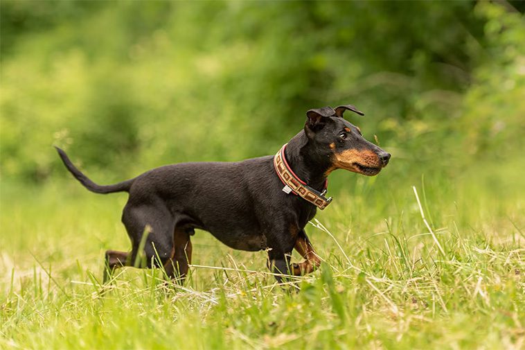 Hundraser: Manchesterterrier