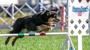 Därför har rasen Miniature American Shepherd blivit så populär