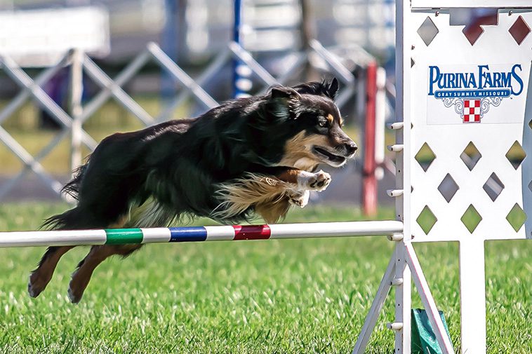 Därför har rasen Miniature American Shepherd blivit så populär