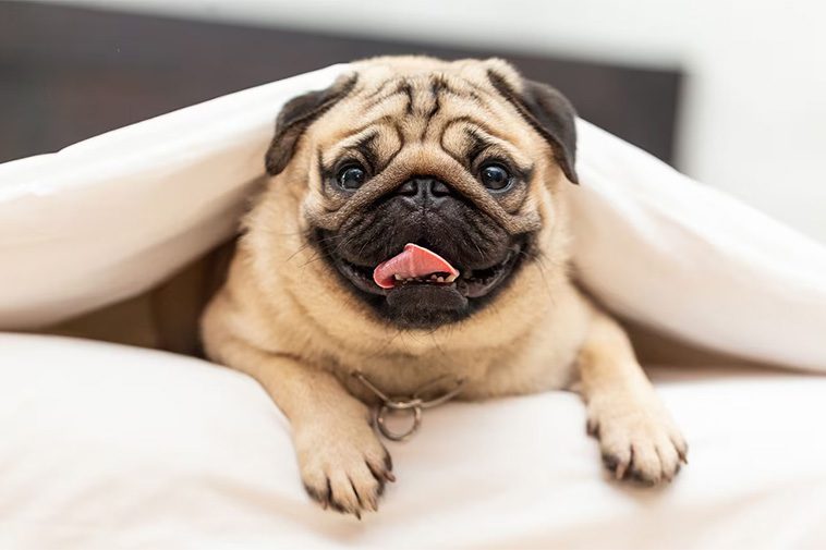 Hundraser: Mops