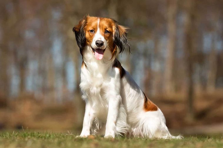 Hundraser: Nederlandse kooikerhondje