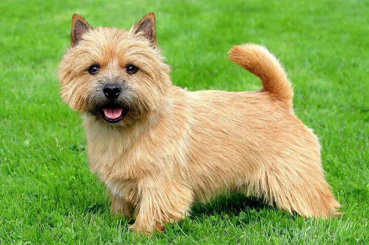 Hundraser: Norfolkterrier