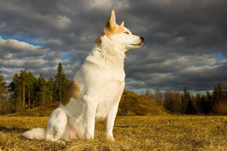 Hundraser: Norrbottenspets
