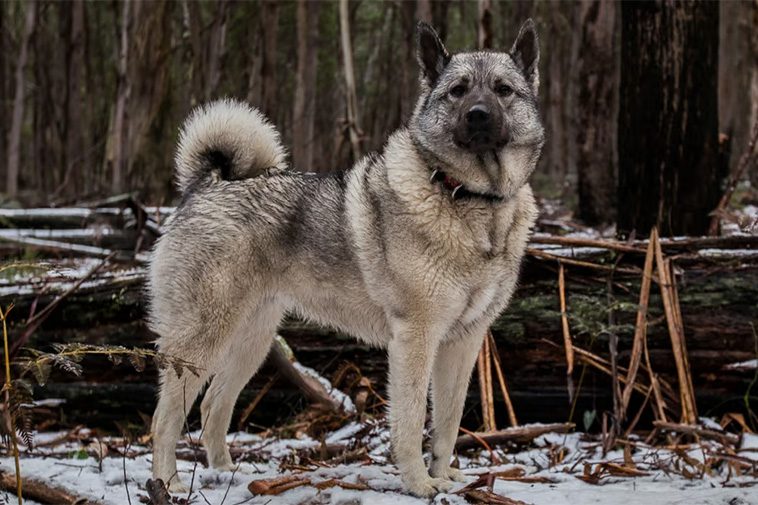 Hundraser: Norsk älghund, grå (gråhund)