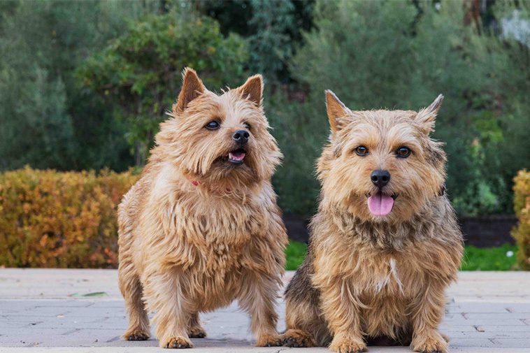 Hundraser: Norwichterrier
