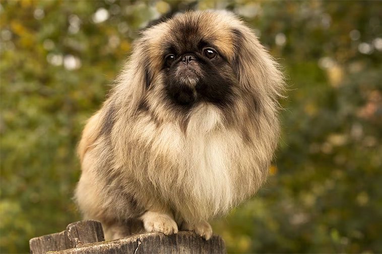 Hundraser: Pekingese