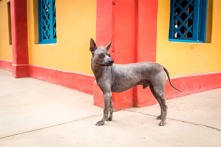 Hundraser: Perro sin pelo del perú (médio)