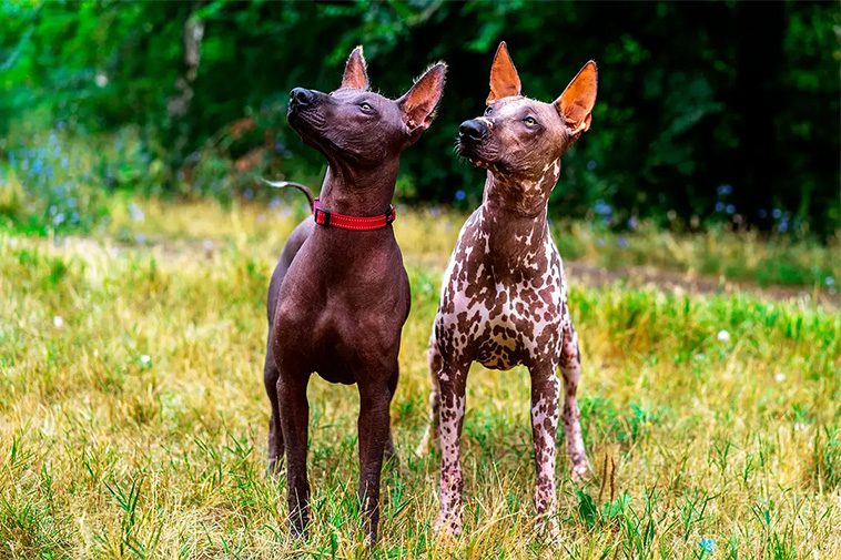 Hundraser: Perro sin pelo del perú (pequeno)