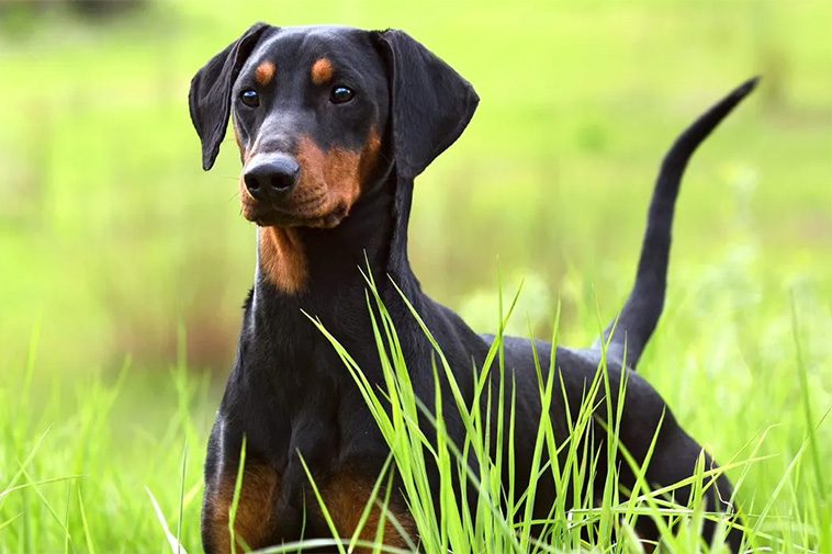 Hundraser: Pinscher