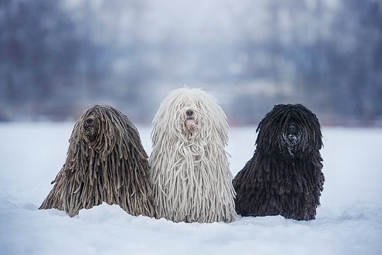 Hundraser: Puli