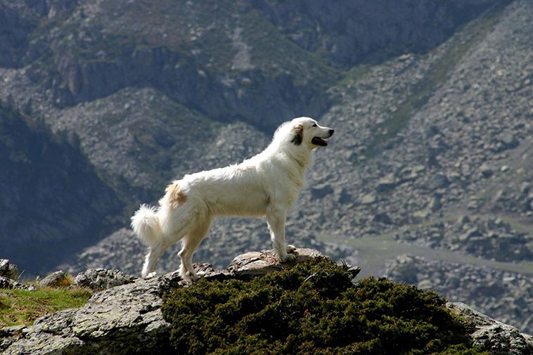 17 självständiga hundraser – för dig som vill ha en oberoende hund:
#12: Pyrenéerhund.