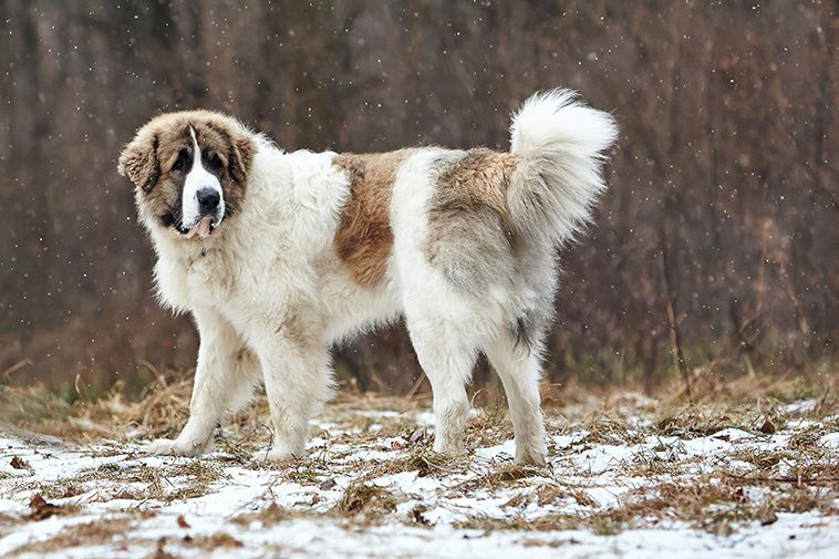 Hundraser: Pyreneisk mastiff