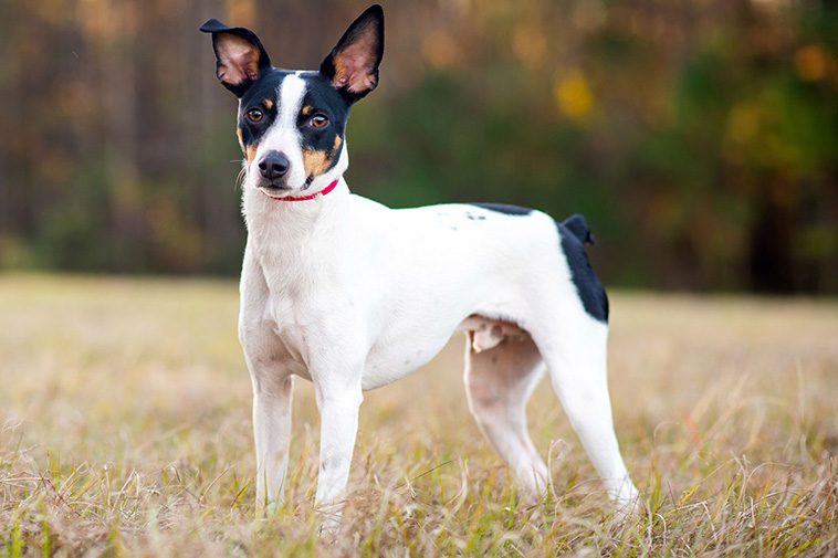 Hundraser: Rat terrier