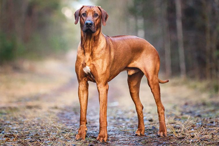 Hundraser: Rhodesian ridgeback