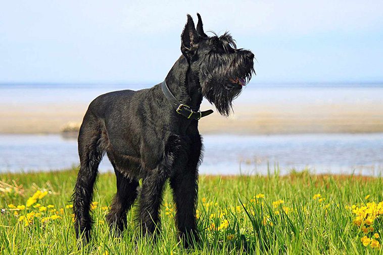 Hundraser: Riesenschnauzer