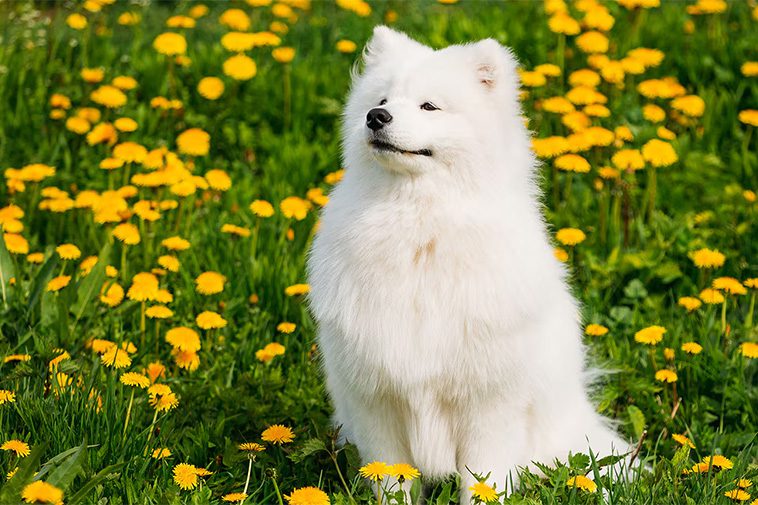 Hundraser: Samojedhund