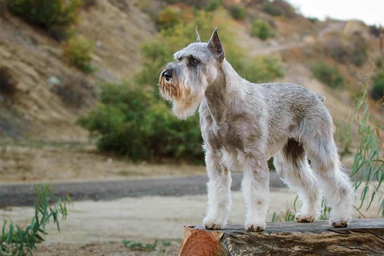 Hundraser: Schnauzer